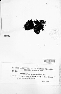 Massalongia carnosa image